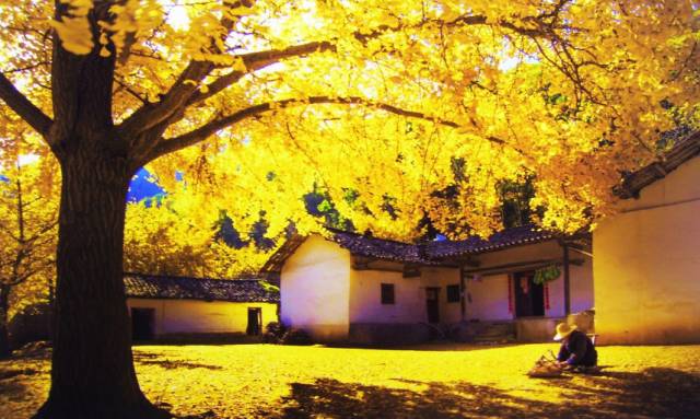走进钱冲银杏谷,感觉像在看巨幅水墨画卷,每年深秋,金黄的叶子满山