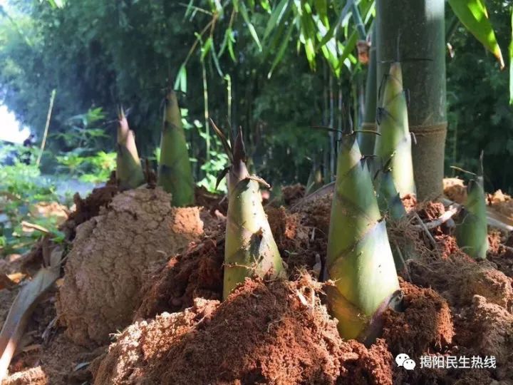 今天就随记者的镜头,一起到揭西县金和镇山湖村的竹笋种植,看看