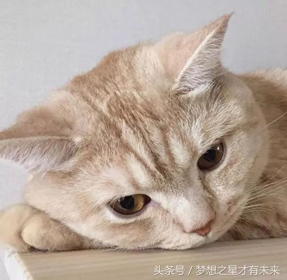 好奇害死猫,猫咪误食辣椒被辣翻了