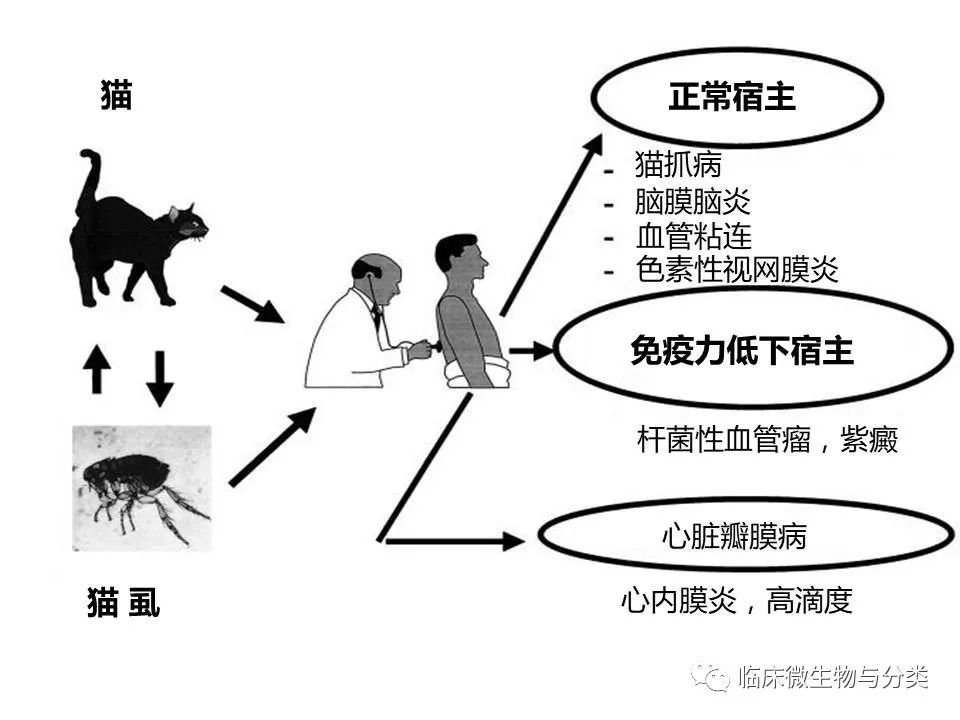 图18,汉氏巴尔通体的感染途径和临床表现