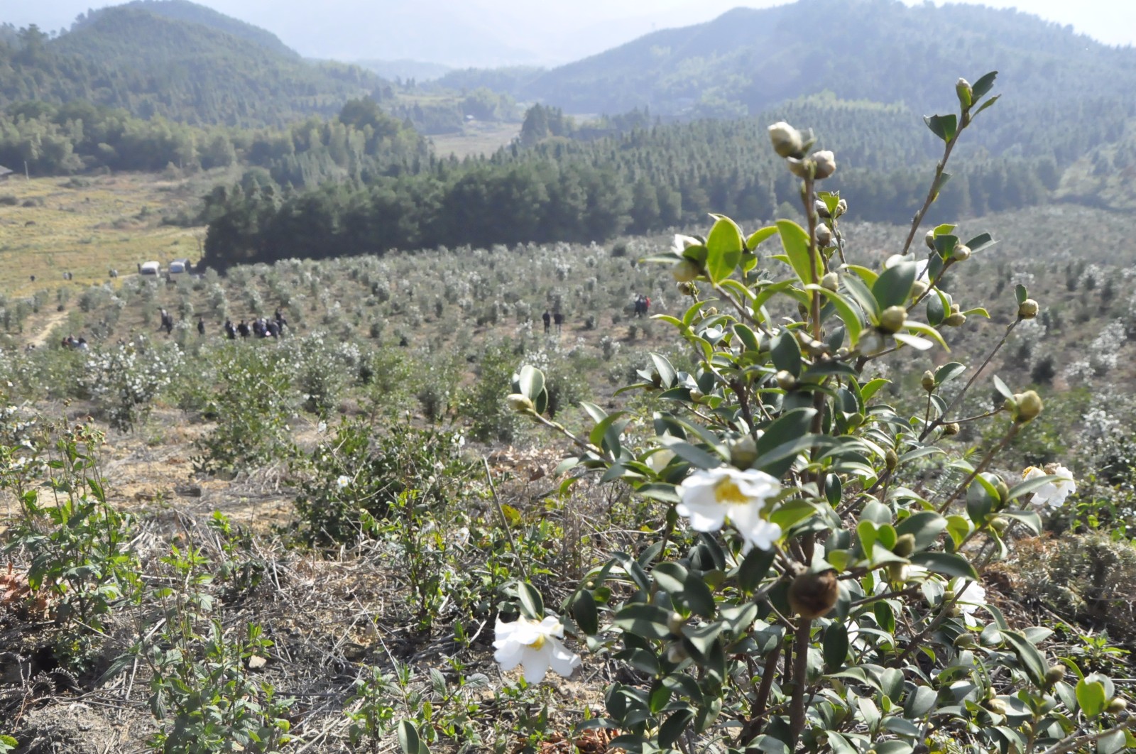 绥宁县红家田油茶基地油茶树漫山遍野