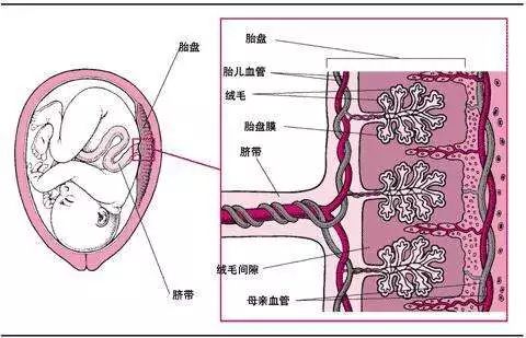 球拍状胎盘与帆状胎盘是相似的,脐带均附着于胎盘边缘,但球拍状胎盘