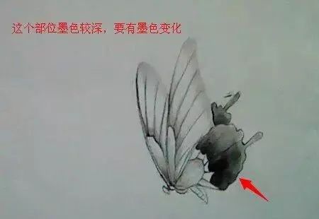 [转载]工笔画《蝴蝶》画法步骤