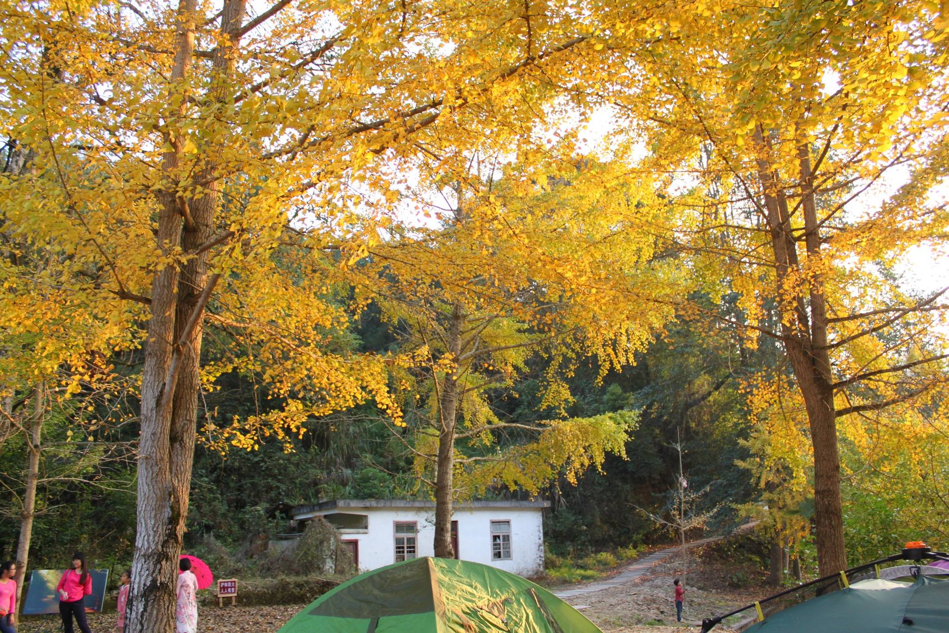 秋天南雄 autumn 远离城市,远离喧嚣(银杏属季节性景点,大致周期