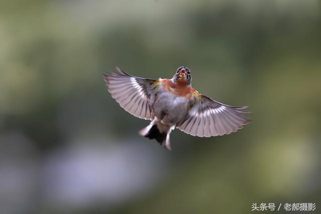 燕雀美丽的飞姿