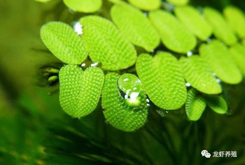 萍蓬草丘角菱水鳖水禾睡莲王莲芜萍荇菜眼子菜雨久花其中有些植物只能