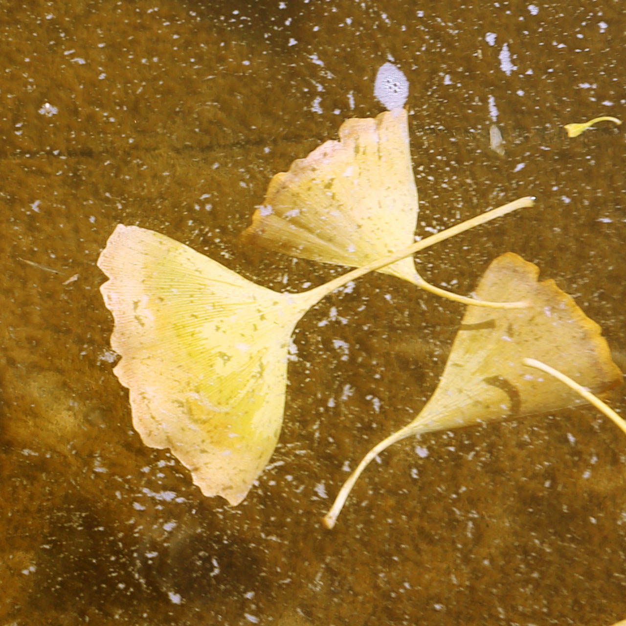 图 片丨 王 珂张璞雨曹月阳范千千贾文浦编 辑丨施立骏 李泓洁大家