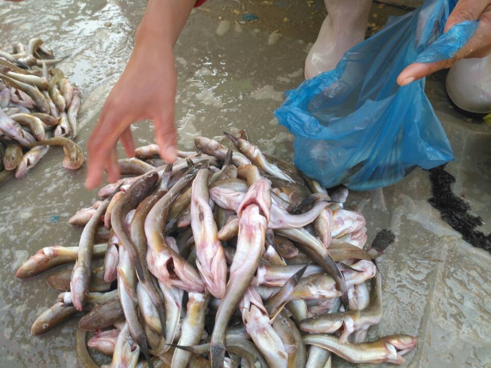 在沿海农村大集上,这个季节 卖沙逛鱼的小摊子比比皆是,价格也不贵.