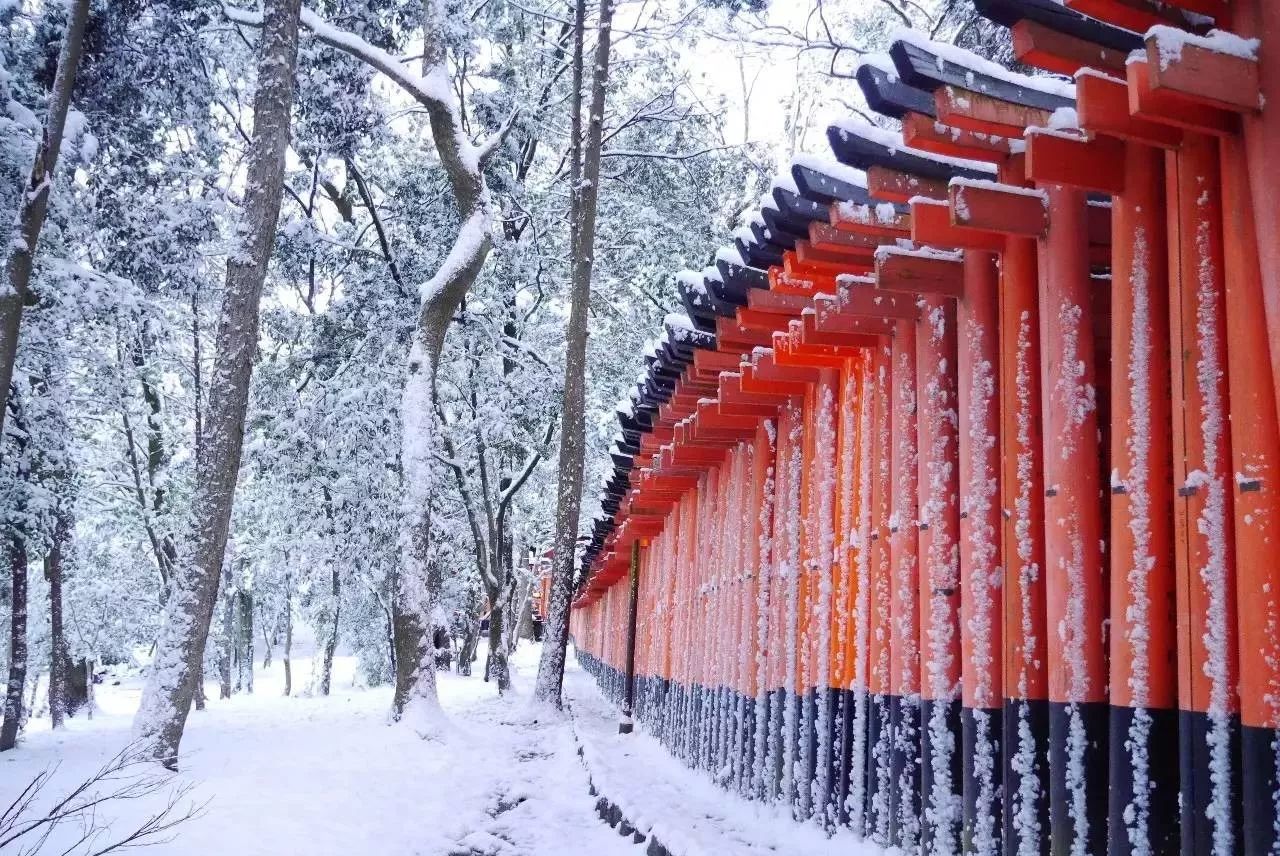 京都的雪景竟然一点不输红叶季~冬季才最值得去!