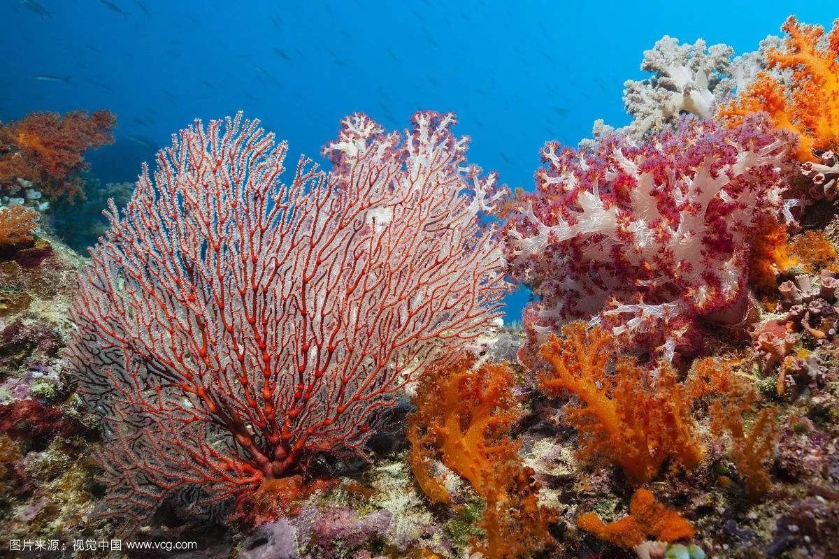 珊瑚产卵奇观，正是我们追逐的“星辰”大海 —— 环保公益学习平台-绿资酷