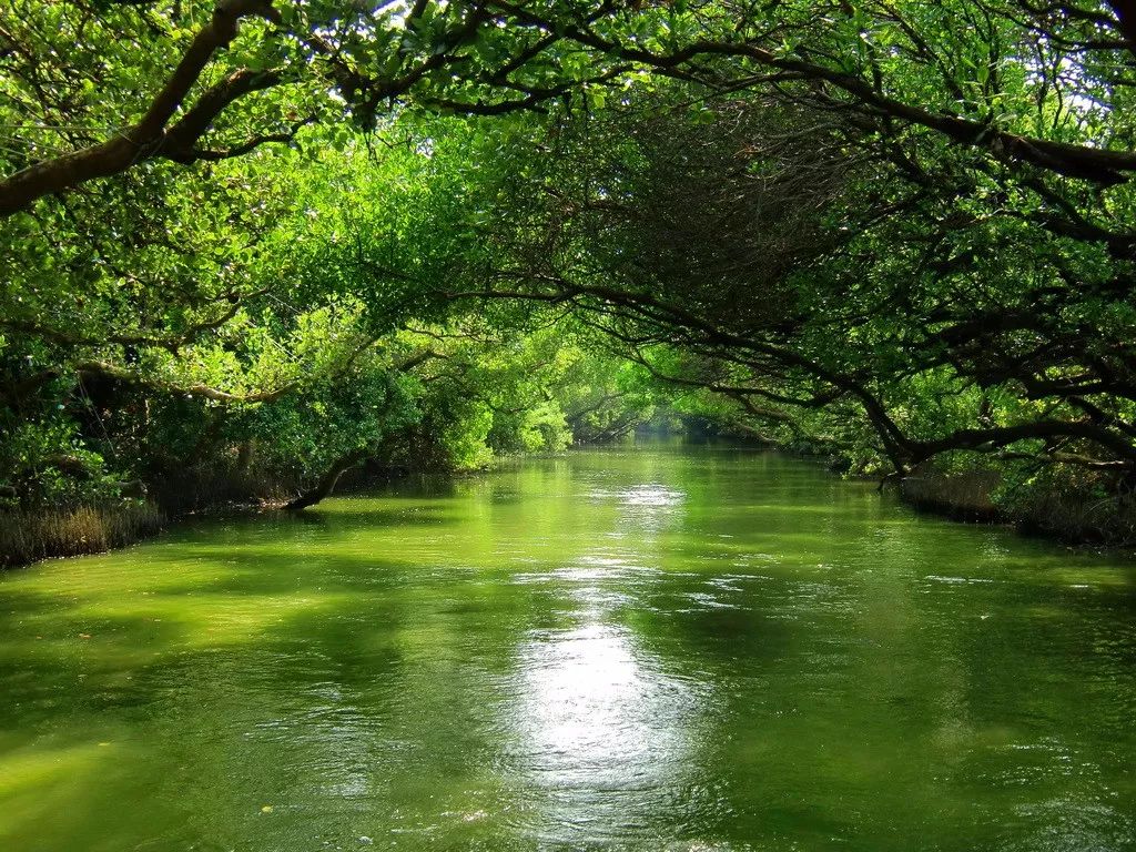 其中一条被红树林包围的河道犹如迷你版的亚马逊河,有着"绿色隧道"之