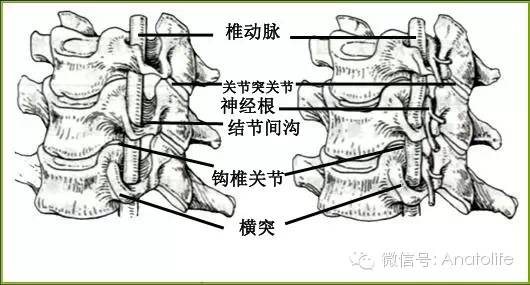 第四颈椎上面观,红色圆圈为椎间孔的边界及内容外侧:通过横突孔的椎动