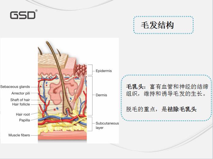 双十一最美礼物丨脱毛神器全球首款光纤半导体激光脱毛仪gsd