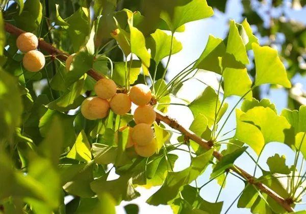 但银杏的花跟柔荑花序的本质完全不同, 裸子植物的银杏并没有真正的花