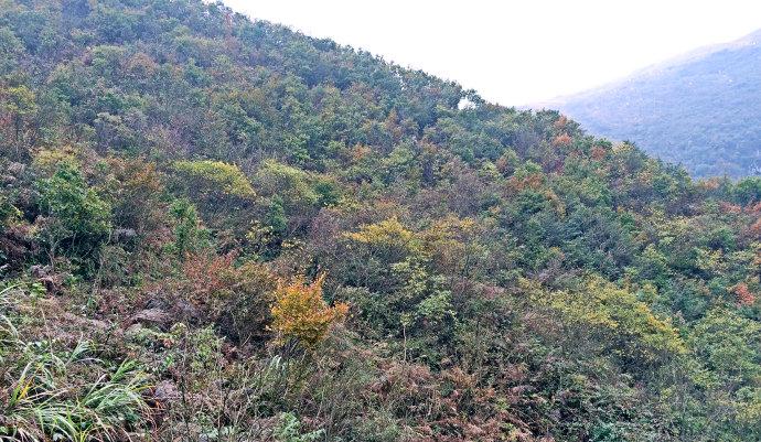 湖北阳新父子山国家登山健身步道风光掠影