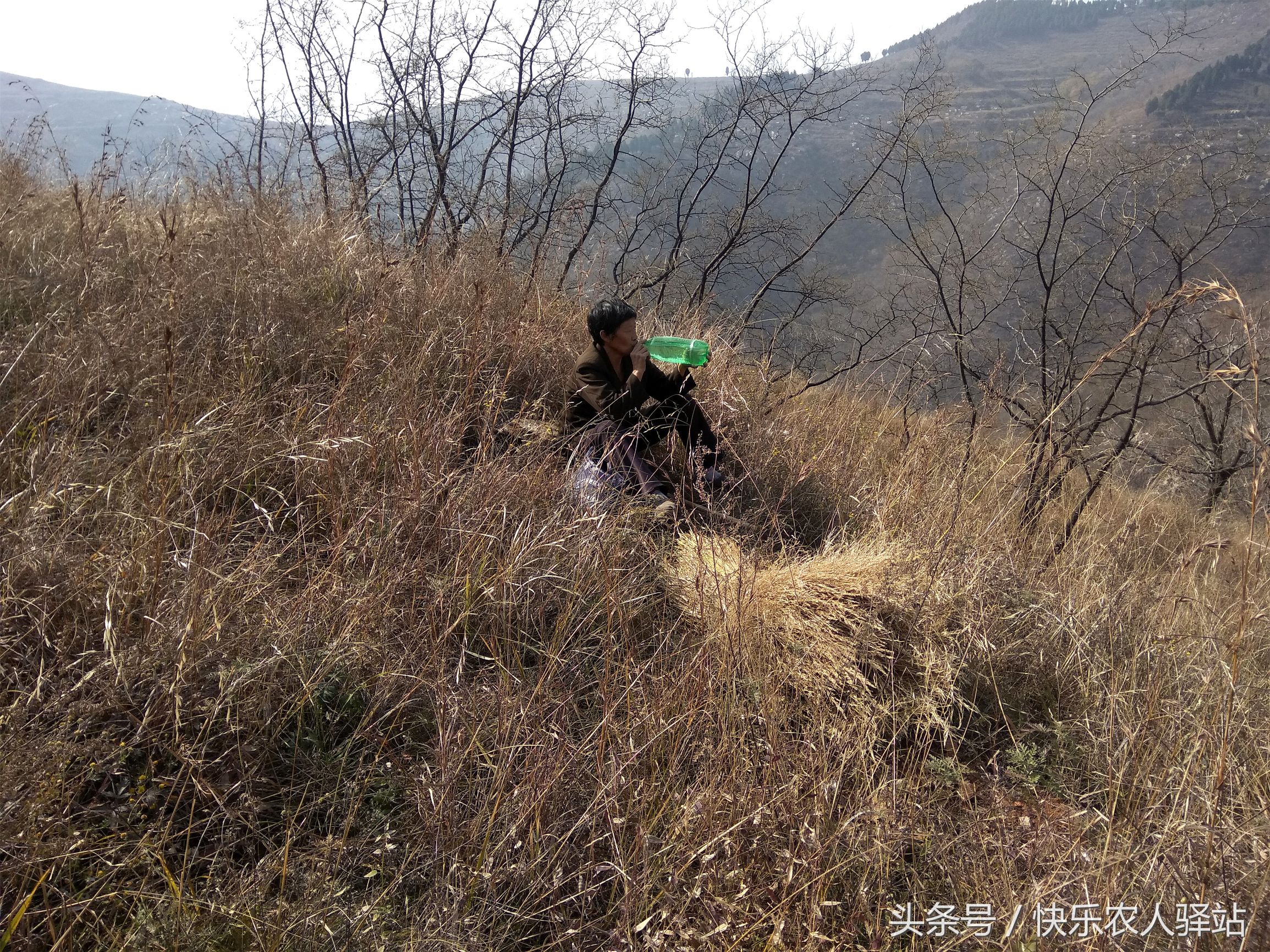 农村山上不要钱的野草,这几天变成了抢手货