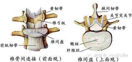 侧壁 椎弓根和椎间孔后壁 椎弓板,黄韧带和关节突关节前壁 椎体
