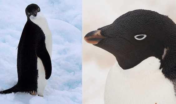 真正的企鹅已经在北极灭绝，科学家：南极企鹅是“假”企鹅