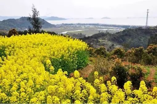 在玉环海山大青村原来日子可以这样过