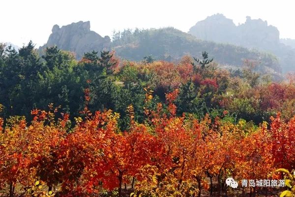 城阳太和山:赏山峦神韵,看红叶满山!