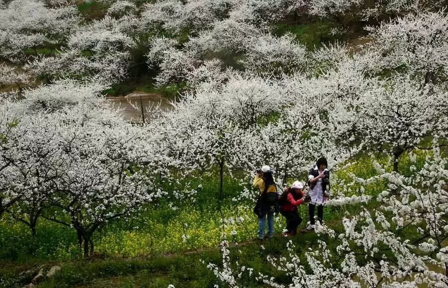 11月11日(周六)从化千米登峰!桂峰山登山(前20名可抵扣10积分)