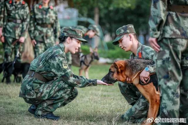 湖南卫视《奇犬神兵》,继延续了军旅综艺题材,也是对宠物类综艺的