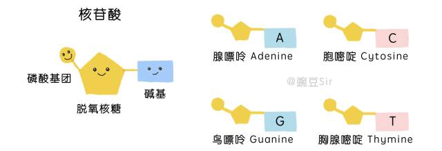 另一个核苷酸的脱氧核糖可以连接, 两条dna单链上的碱基之间会产生