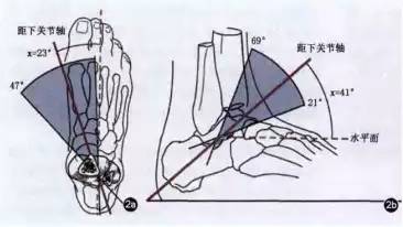 必读足踝部的功能解剖与生物力学