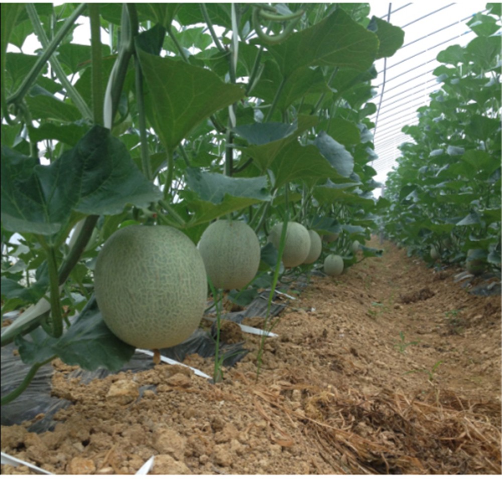 厚大村白菜节"等活动,建成了从金西万亩良田,九峰万亩有机茶基地到吃