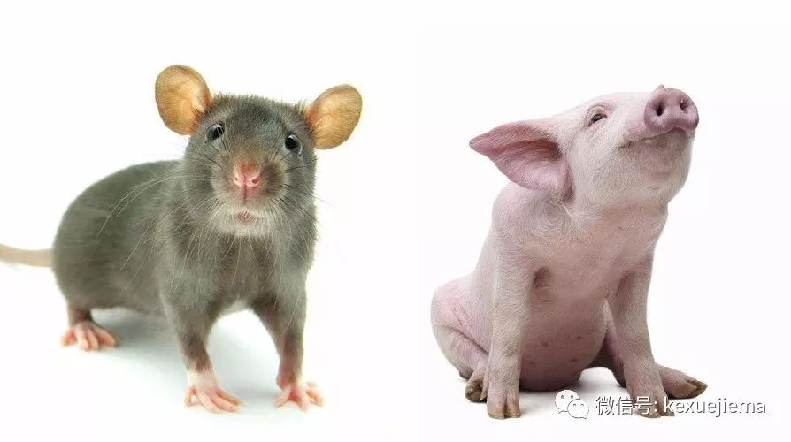科学家把老鼠基因插入猪当中 未来猪肉味道更鲜美啦