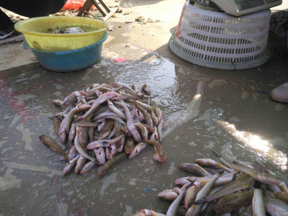 这种矛尾复虾虎鱼很容易钓,一天能钓几十斤,这个季节最鲜美