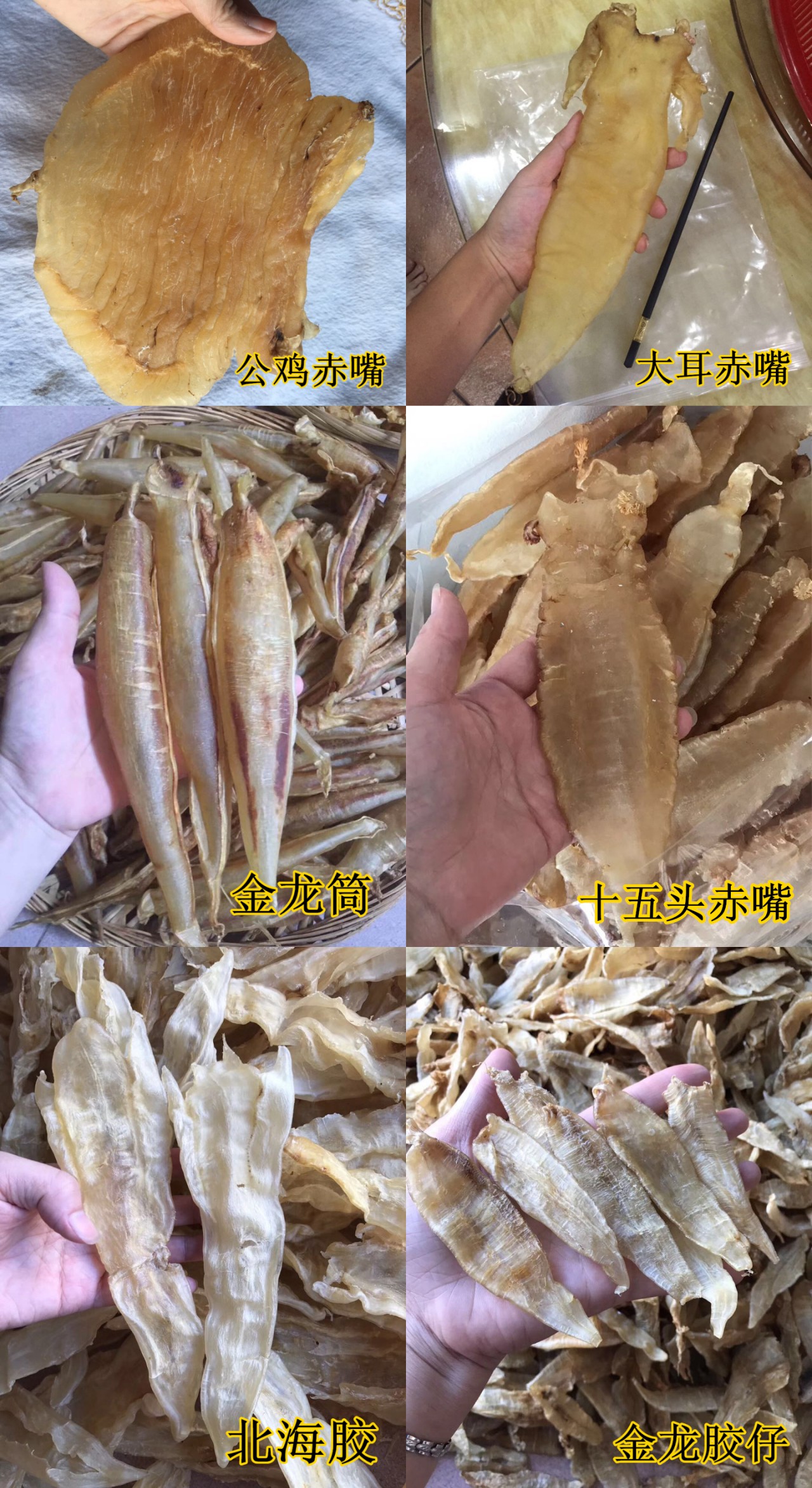 葵潭黄少荣批发零售本港海鲜干货鱼胶补品