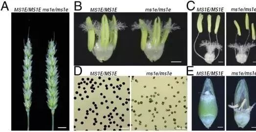 pnas|我国科学家发表雄性不育基因ms1最新研究内容