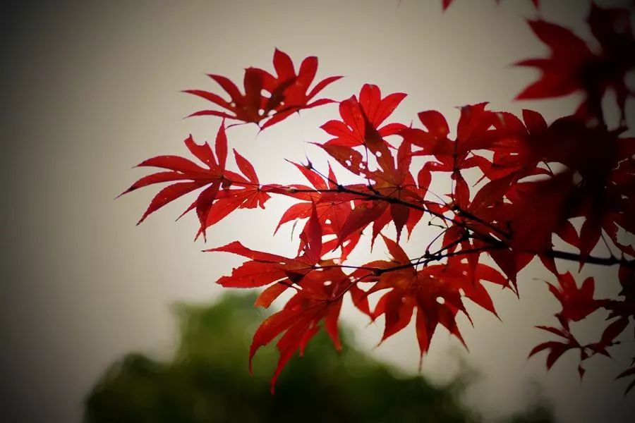 思远人·红叶黄花秋意晚