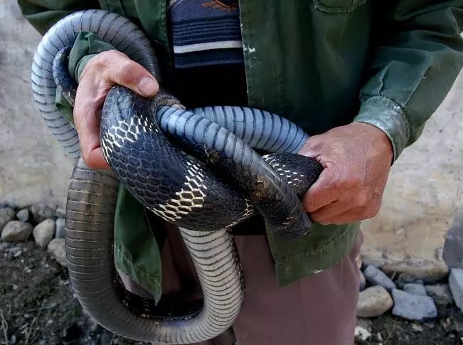 虽称为"眼镜王蛇",但此物种与真正的眼镜蛇不同,它并不是眼镜蛇属的一