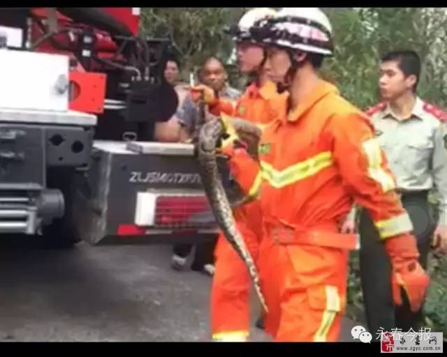 2015-11-07 永春留安山公园附近发现一条蟒蛇,大约30斤左右.