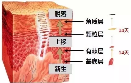 皮肤新陈代谢差会直接导致哪些肌肤问题?