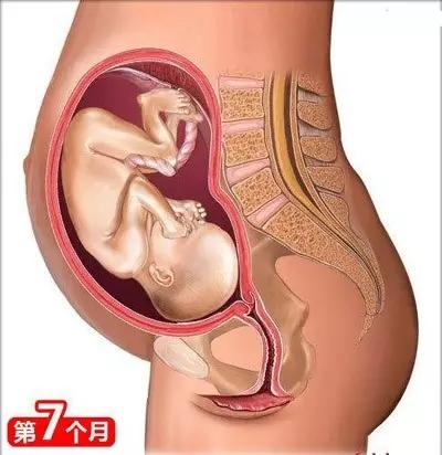 怀孕第7个月(24～27周)