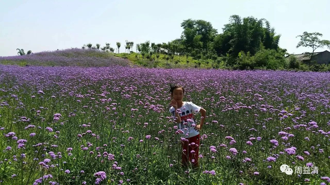 仁义花海,重庆市荣昌区