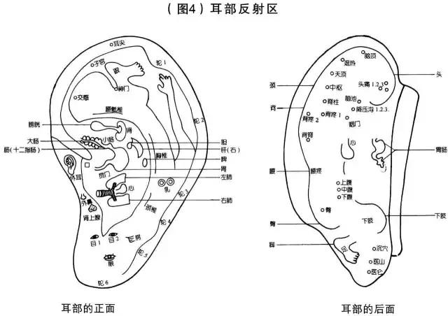 头面部的反射区位于人耳的耳垂处,从下向上依次为咽喉区,眼区,内耳区