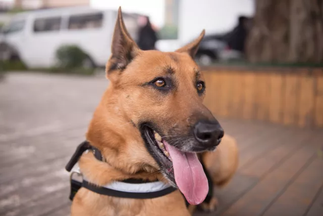 《警犬来啦》笑起来超治愈的狗狗,这个冬天把你暖化