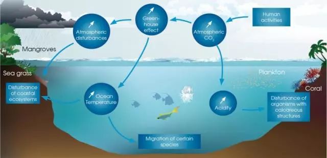 二氧化碳排放会增加海洋的酸性,许多海洋物种和生态系统也正在变得