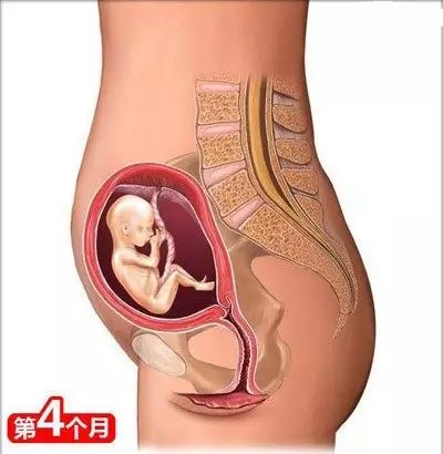 怀孕第4个月(12～15周)