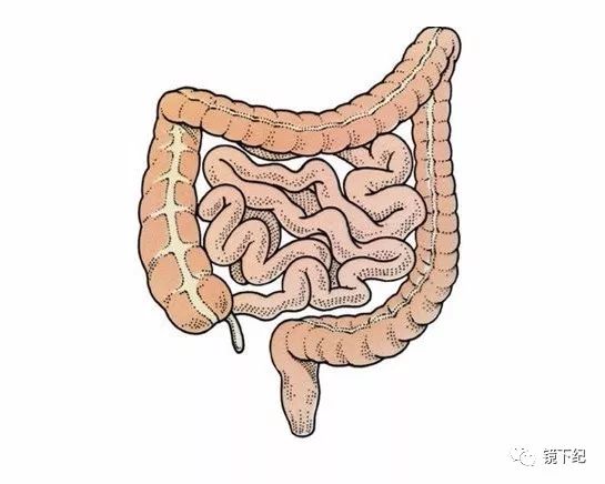 了解小肠的结构,就明白吃什么补什么绝不可能