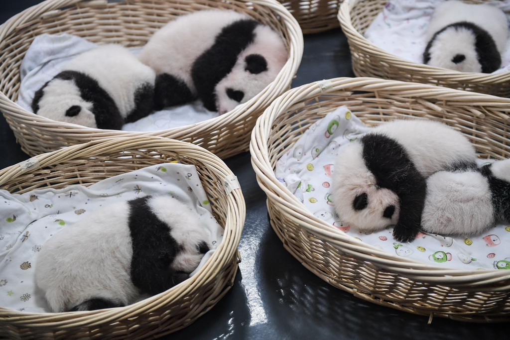 这是在中国大熊猫保护研究中心卧龙神树坪基地拍摄的大熊猫宝宝(9月23