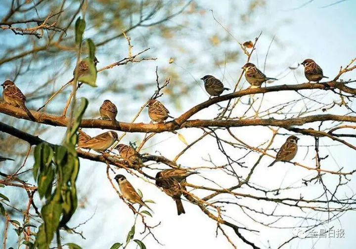 记者在金水湖畔,金川公园拍摄到了一群可爱的"小精灵 休闲的麻雀