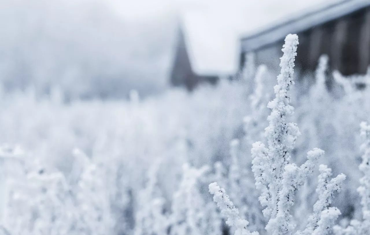 每日背诗雪望