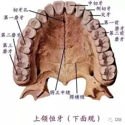 [建议收藏]口腔解剖图及牙齿记忆口诀