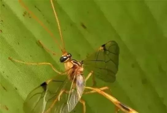 果园里常见到的昆虫不全都是害虫!快来认识下益虫吧