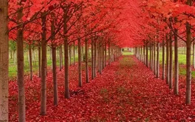 春赏花秋观叶，四季美景各有千秋，春赏花秋观叶